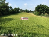 桃園市大園區大園月眉路田農地 桃園市大園區大園月眉路田農地