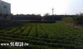 桃園市大園區航空城A1徵收地◕‿◕太平洋房屋吳璟詩為您服務農地 桃園市大園區航空城A1徵收地◕‿◕太平洋房屋吳璟詩為您服務農地